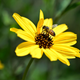 A bee lands on a wild flower along the Eaton Canyon Trail in Pasadena, California.